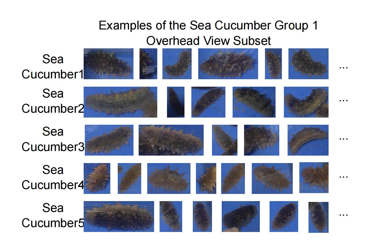 Sea cucumber overhead view